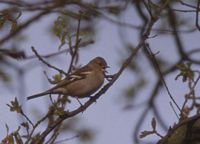 Pinson des arbres. Cri d'alarme. Cliquer pour agrandir l'image.