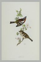 Pinson des arbres. Gravure Gould. Cliquer pour agrandir l'image.