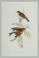 Pinson du nord. Gravure Gould. Cliquer pour agrandir l'image.