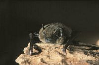 Pipistrelle commune. Cliquer pour agrandir l'image.