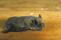 Pipistrelle commune. Cliquer pour agrandir l'image.