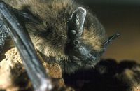 Pipistrelle commune. Cliquer pour agrandir l'image.