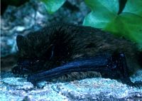 Pipistrelle commune. Cliquer pour agrandir l'image.