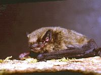 Pipistrelle commune. Cliquer pour agrandir l'image.