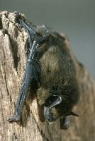 Pipistrelle commune. Cliquer pour agrandir l'image.