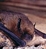 Pipistrelle commune. Cliquer pour agrandir l'image.