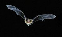Pipistrelle commune. Cliquer pour agrandir l'image.
