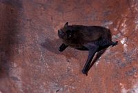 Pipistrelle commune. Cliquer pour agrandir l'image.