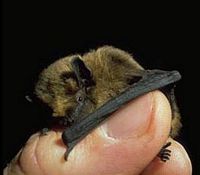 Pipistrelle commune. Cliquer pour agrandir l'image.