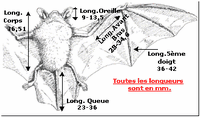 Pipistrelle commune. Cliquer pour agrandir l'image.