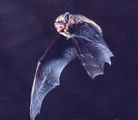 Pipistrelle commune. Cliquer pour agrandir l'image.