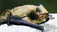 Pipistrelle commune. Cliquer pour agrandir l'image.