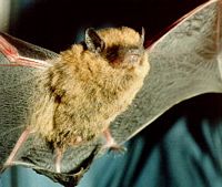 Pipistrelle commune. Cliquer pour agrandir l'image.