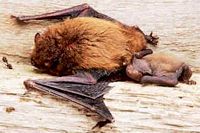 Pipistrelle commune. Mise bas. Cliquer pour agrandir l'image.