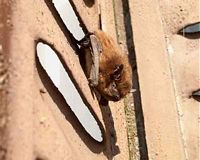 Pipistrelle commune. Derriere un volet. Cliquer pour agrandir l'image.