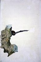 Pipistrelle commune. Aquarelle. Cliquer pour agrandir l'image.
