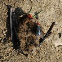 Pipistrelle commune. Morte, Villars. Cliquer pour agrandir l'image.