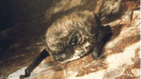 Pipistrelle de savi. Cliquer pour agrandir l'image.