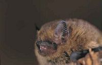 Pipistrelle pygmée. Cliquer pour agrandir l'image.