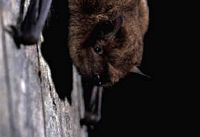 Pipistrelle pygmée. Cliquer pour agrandir l'image.
