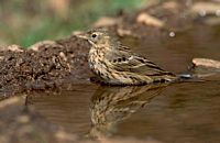 Pipit des arbres. Cliquer pour agrandir l'image.
