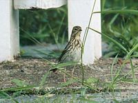 Pipit des arbres. Cliquer pour agrandir l'image.