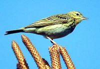 Pipit des arbres. Cliquer pour agrandir l'image.
