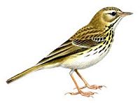 Pipit des arbres. Adulte. Cliquer pour agrandir l'image.