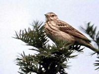 Pipit des arbres. Adulte dans un arbre. Cliquer pour agrandir l'image.