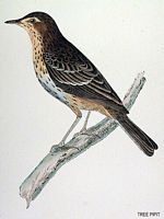 Pipit des arbres. Dessin. Cliquer pour agrandir l'image.