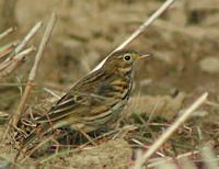 Pipit farlouse. Cliquer pour agrandir l'image.