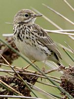 Pipit farlouse. Cliquer pour agrandir l'image.