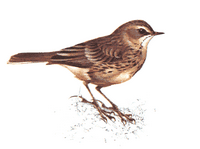 Pipit farlouse. Dessin. Cliquer pour agrandir l'image.