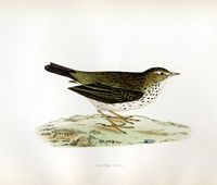 Pipit farlouse. Planche d'identification Morris. Cliquer pour agrandir l'image.