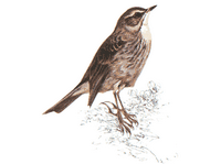 Pipit spioncelle. Cliquer pour agrandir l'image.