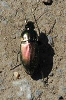 Poecilus cupreus. Cheires de Côme. Cliquer pour agrandir l'image.