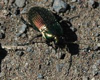 Poecilus cupreus. Cheires de Côme. Cliquer pour agrandir l'image.