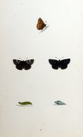 Point-de-hongrie. Planche d'identification Morris. Cliquer pour agrandir l'image.