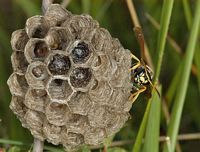 Poliste biglumis. Cliquer pour agrandir l'image.