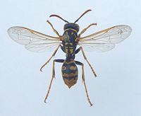 Poliste gaulois. Femelle. Cliquer pour agrandir l'image.