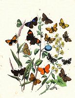 Polyommatinés. Cliquer pour agrandir l'image.