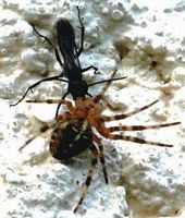 Pompilidés. Chasseur d'epeire. Cliquer pour agrandir l'image.