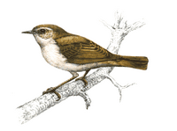 Pouillot de Bonelli. Dessin. Cliquer pour agrandir l'image.