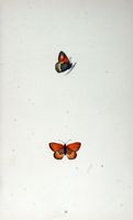 Procris. Planche d'identification Morris. Cliquer pour agrandir l'image.