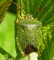 Punaise verte des bois. Cliquer pour agrandir l'image.