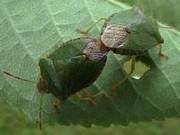 Punaise verte des bois. Accouplement. Cliquer pour agrandir l'image.