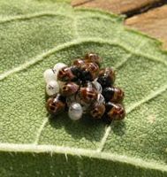 Punaise verte des bois. Oeufs et larves. Cliquer pour agrandir l'image.