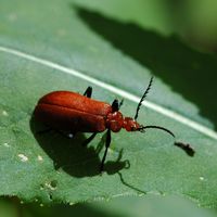 Pyrochroa serraticornis. Montchier. Cliquer pour agrandir l'image.