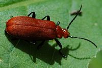Pyrochroa serraticornis. Montchier. Cliquer pour agrandir l'image.