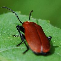 Pyrochroa serraticornis. Montchier. Cliquer pour agrandir l'image.